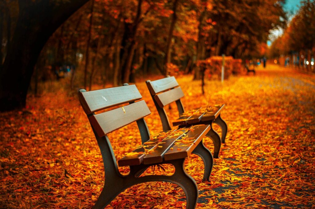 benches in autumn in Hartford
